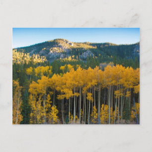 Cartão Postal EUA, Colorado. Álamos Amarelos Brilhantes nas Mont