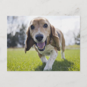 Cartão Postal EUA, Colorado, cachorro curioso andando em direção
