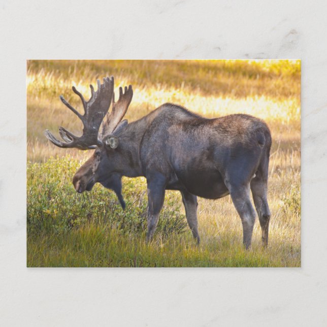 Cartão Postal EUA, Colorado, Cameron Pass. Alce macho (Frente)