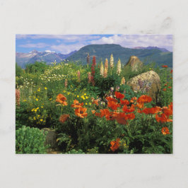 Cartão Postal EUA, Colorado, Crested Butte. Papoulas e lupino