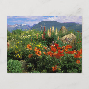 Cartão Postal EUA, Colorado, Crested Butte. Papoulas e lupino
