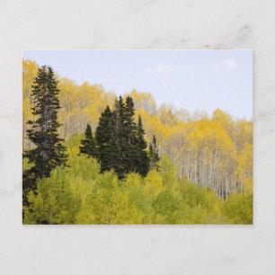 Cartão Postal EUA, Colorado, Floresta Nacional de Gunnison, ao l