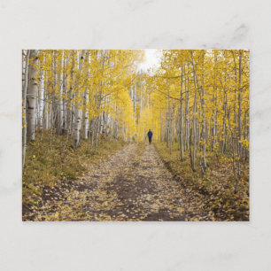 Cartão Postal EUA, Colorado, Floresta Nacional de Gunnison perto