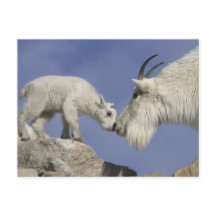 EUA, Colorado, Monte Evans. Mãe de cabra montês