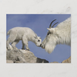 Cartão Postal EUA, Colorado, Monte Evans. Mãe de cabra montês