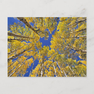 Cartão Postal EUA, Colorado, região de Aspen. Floresta de álamo