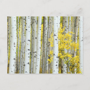 Cartão Postal EUA, Colorado, White River National Forest,