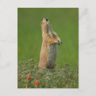 Cartão Postal EUA, Dakota do Sul, Parque Estadual Custer