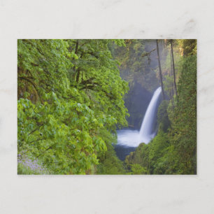 Cartão Postal EUA, Eagle Creek, Columbia Gorge, Oregon. 2