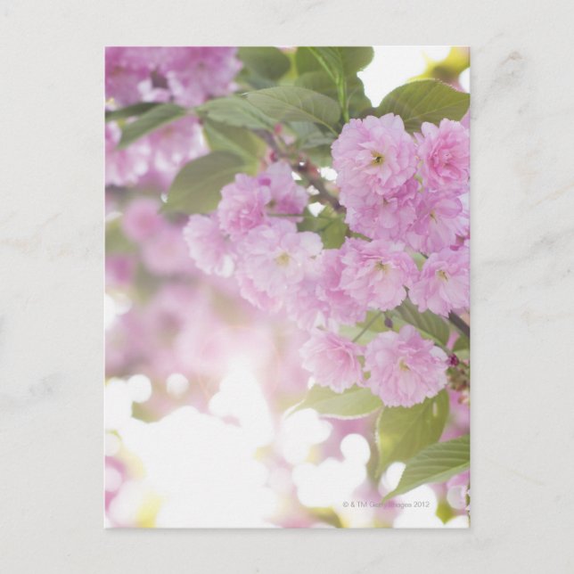 Cartão Postal EUA, Estado de Nova Iorque, Nova Iorque, Fechament (Frente)