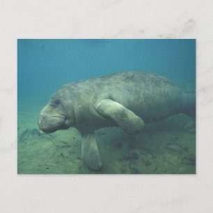 Cartão Postal EUA, FL, Manatee