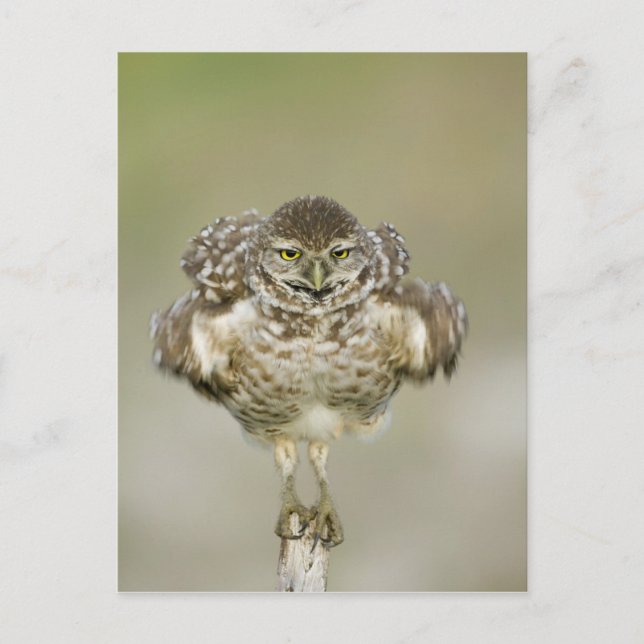 Cartão Postal EUA, Flórida, Cabo Coral, Fechamento da toca (Frente)