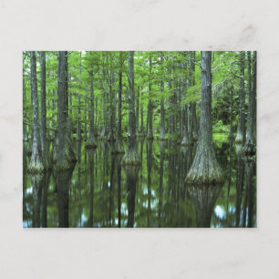 Cartão Postal EUA, Flórida, Floresta Nacional Apalachicola, Care