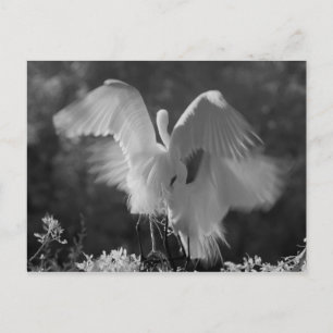 Cartão Postal EUA, Flórida, Garça-branca-grande (Ardea alba) inf