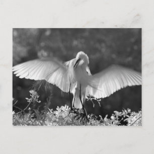 Cartão Postal EUA, Flórida, Garça-branca-grande (Ardea alba) inf