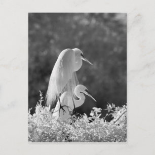 Cartão Postal EUA, Flórida, Garça-branca-grande (Ardea alba) inf
