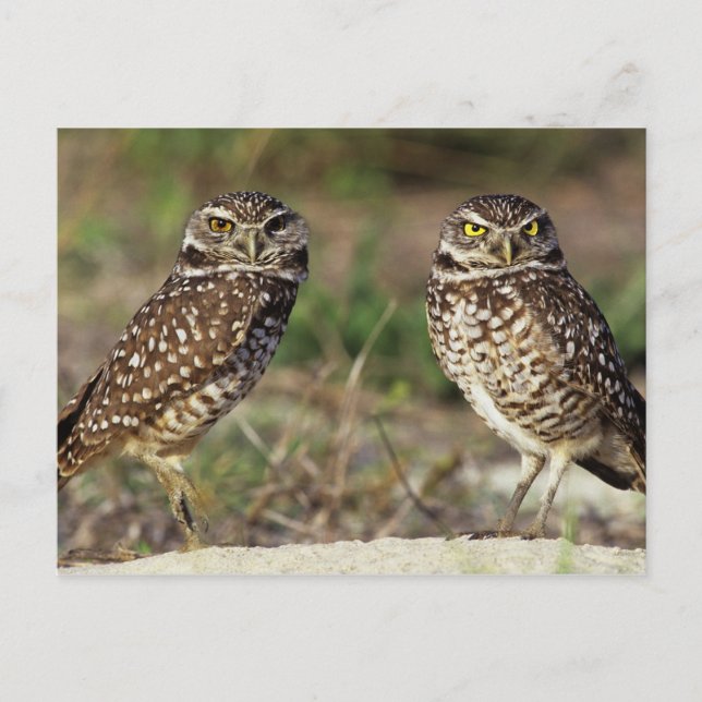 Cartão Postal EUA, Flórida, Ilha Sanibel. Encerramento de (Frente)