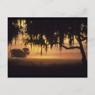 Cartão Postal EUA, Flórida, Lago Kissimmee. Silhueta sunrise