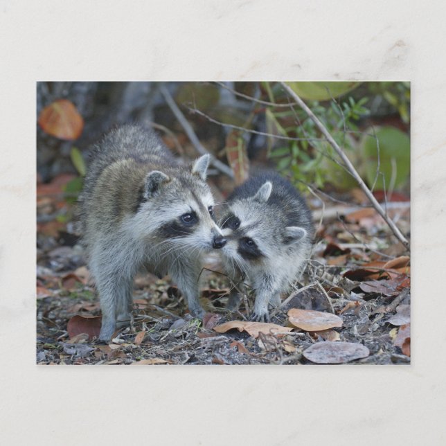 Cartão Postal EUA, Florida, Sanibel, nacional querido de Ding (Frente)
