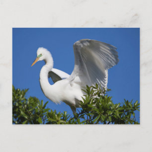 Cartão Postal EUA, Flórida, St. Augustine, Garça