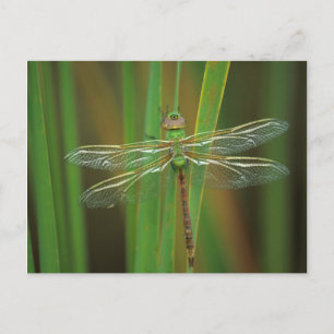 Cartão Postal EUA, Geórgia. Dragonfly verde-escuro nas sementes