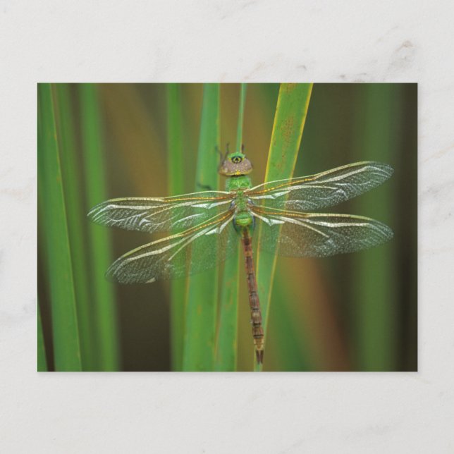 Cartão Postal EUA, Geórgia. Libélula darner verde em juncos (Frente)