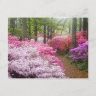 Cartão Postal EUA; Geórgia; Pine Mountain. Azaléias em