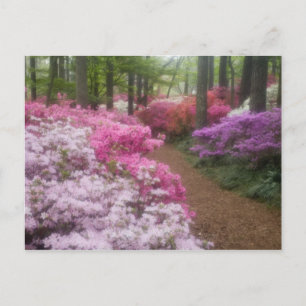 Cartão Postal EUA; Geórgia; Pine Mountain. Azaléias em 2