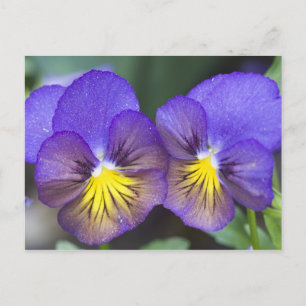 Cartão Postal EUA, Geórgia, Pine Mountain. Um armário de pão