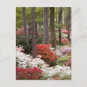 Cartão Postal EUA, Geórgia, Pine Mountain. Uma floresta de