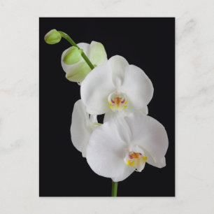 Cartão Postal EUA, Geórgia, Savana, Cluster De Orquídeas