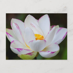 Cartão Postal EUA, Geórgia, Savana, Flor Lootus Blooming