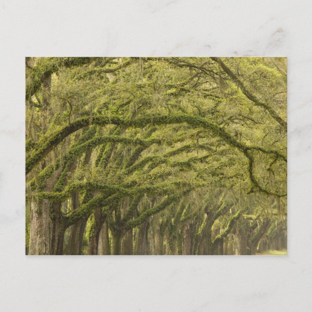 Cartão Postal EUA; Geórgia; Savannah. Carvalhos com (Frente)