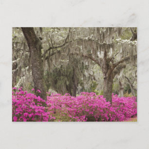 Cartão Postal EUA, Geórgia, Savannah, Primavera no Histórico