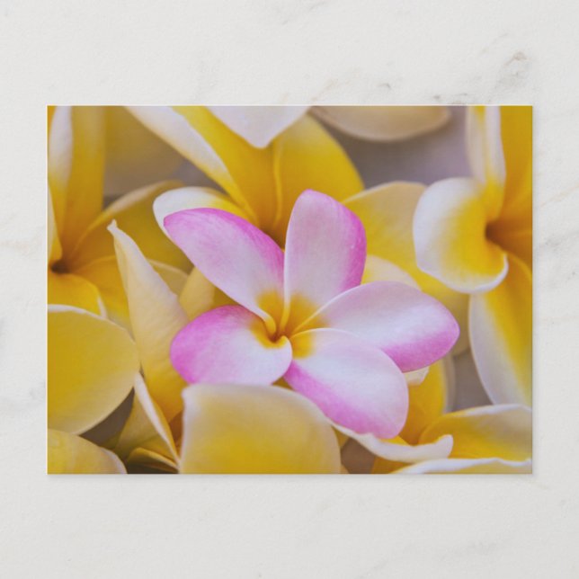 Cartão Postal EUA, Havaí, Oahu, flores de Plumeria na floração 1 (Frente)