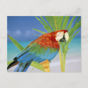 Cartão Postal EUA, Havaí. Papagaio