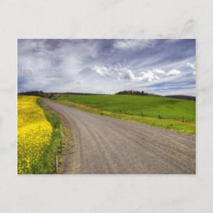 Cartão Postal EUA, Idaho, Condado de Idaho, Campo de Canola