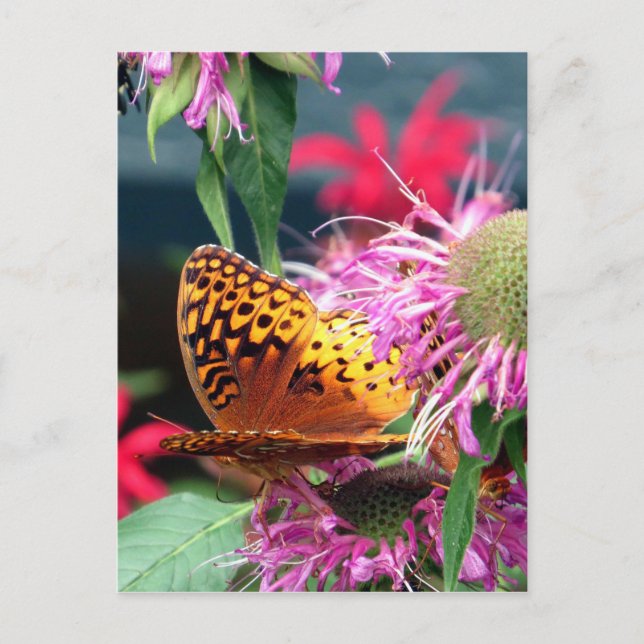 Cartão Postal EUA - Indiana - Brown County State Park (Frente)