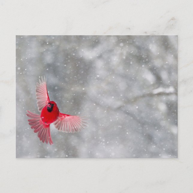 Cartão Postal EUA, Indiana, Indianápolis. Cardeal masculino (Frente)