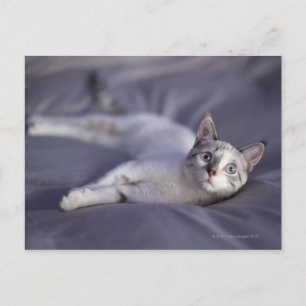 Cartão Postal EUA, Iowa, Retrato de gatinho novo 2