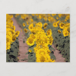 Cartão Postal EUA, Kansas. Girassóis (Helianthus Annuus)