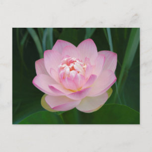 Cartão Postal EUA, Kansas, Lírio de água rosa