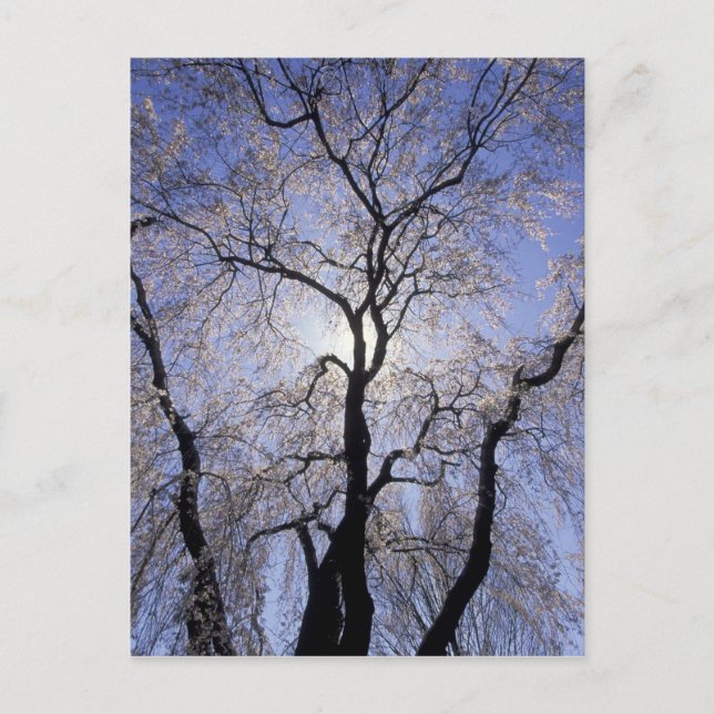Cartão Postal EUA, Kentucky, Lexington. Árvore com iluminação tr (Frente)