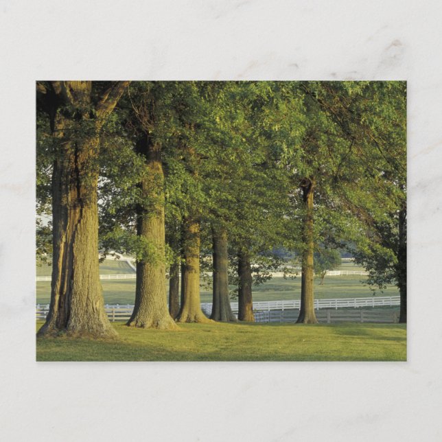 Cartão Postal EUA, Kentucky, Lexington. Fileira de árvores e (Frente)