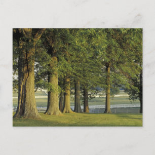 Cartão Postal EUA, Kentucky, Lexington. Fileira de árvores e
