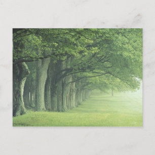 Cartão Postal EUA, Kentucky. Linha de árvores em primavera
