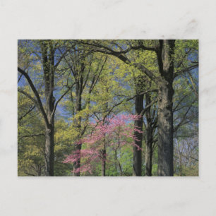 Cartão Postal EUA, Kentucky, Louisville. Redbud Oriental
