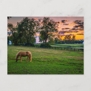 Cartão Postal EUA, Lexington, Kentucky. Cavalo solitário ao pôr 