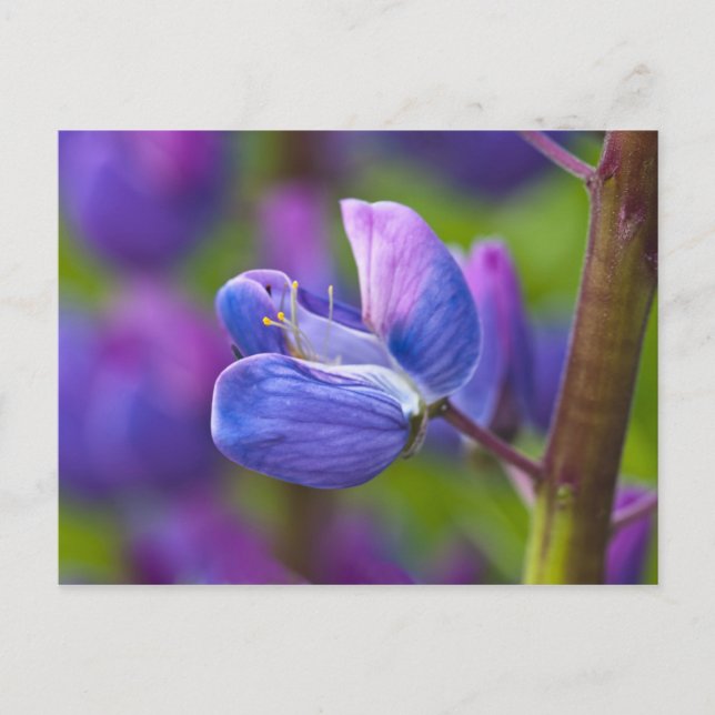 Cartão Postal EUA, Maine, Parque Nacional Acadia. Encerramento d (Frente)