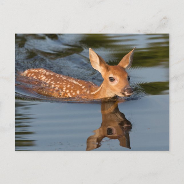 Cartão Postal EUA, Minnesota, Sandstone, Minnesota Wildlife 19 (Frente)